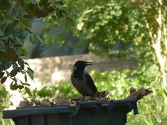 Corvus cornix