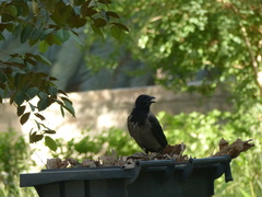 Corvus cornix