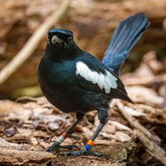 Copsychus sechellarum