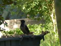 Corvus cornix