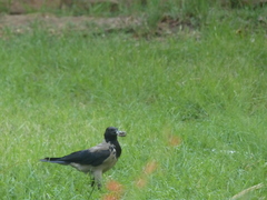 Corvus cornix