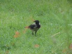 Corvus cornix