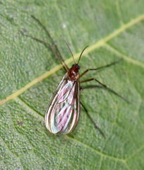Acomoptera