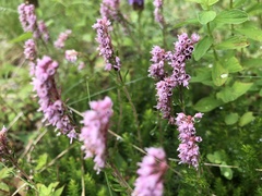 Erica spiculifolia