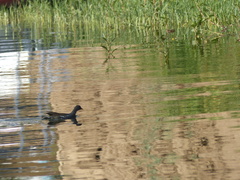 Gallinula chloropus