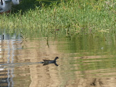 Gallinula chloropus