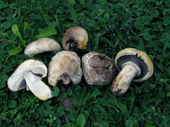 Agaricus iodosmus