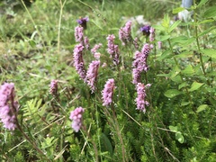 Erica spiculifolia