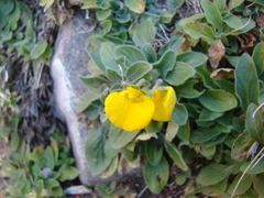 Calceolaria glacialis
