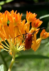 Tetraopes quinquemaculatus
