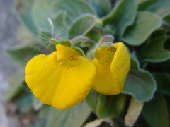 Calceolaria glacialis