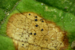 Phyllosticta ruborum