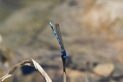 Argia nahuana