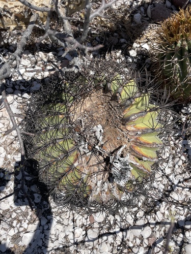 Ferocactus diguetii