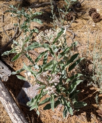 Asclepias eriocarpa
