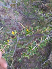 Berberis grevilleana