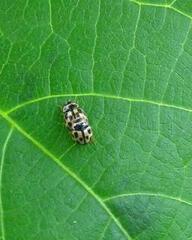 Propylea quatuordecimpunctata