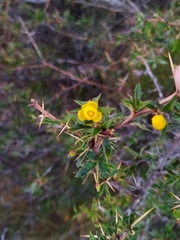 Berberis grevilleana