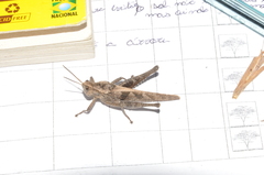 Orthoptera
