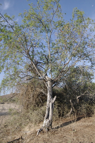 Palo Blanco