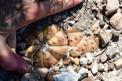 Astrophytum asterias