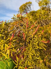 Colliguaja integerrima