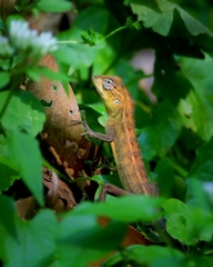 Calotes versicolor