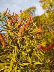 Colliguaja integerrima