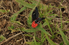 Hemiptera