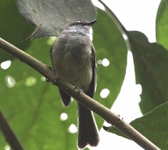 Mecocerculus leucophrys