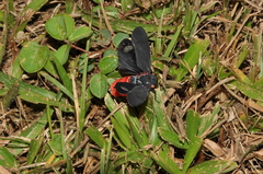 Hemiptera
