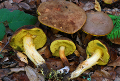 Boletus subtomentosus image