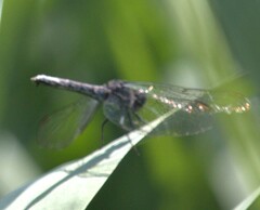 Erythrodiplax berenice