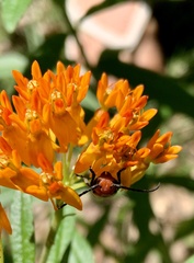 Tetraopes quinquemaculatus