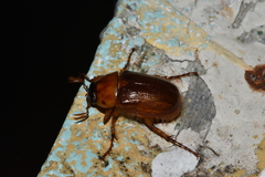 Cyclocephala borealis
