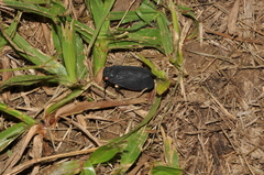 Hemiptera