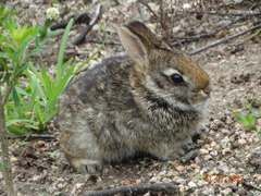 Sylvilagus brasiliensis