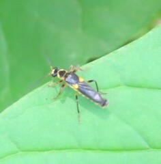 Trypherus frisoni