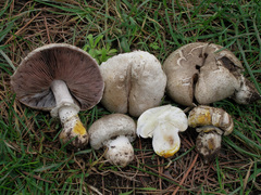Agaricus iodosmus