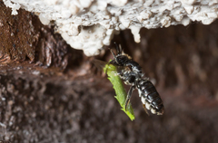 Megachile apicalis