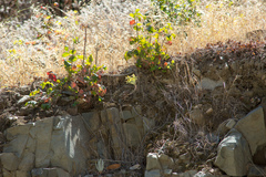 Dudleya cymosa crebrifolia