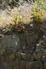Dudleya cymosa crebrifolia