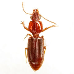 Schizogenius lineolatus