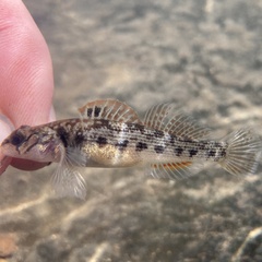Stone Darter photo 3