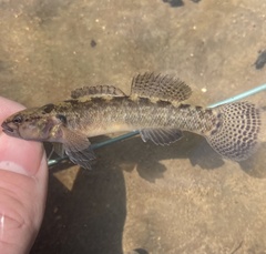 Etheostoma crossopterum