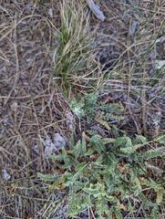 Horkelia clevelandii