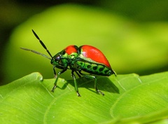 Chrysocoris eques