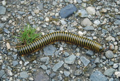 Rhinocricidae