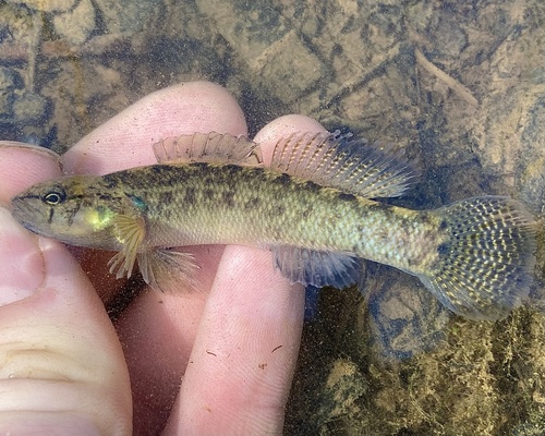 Spottail Darter