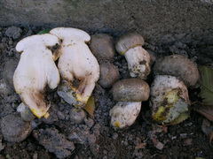 Agaricus iodosmus